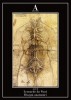 Disegni anatomici Leonardo Da vinci