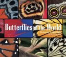 Butterflies Of The World