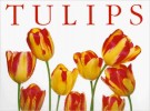 <h0>Tulips</h0>