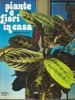 Piante e fiori della casa